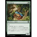 (FOIL)ヤドクガエル/Poison Dart Frog《日本語》【LCI】