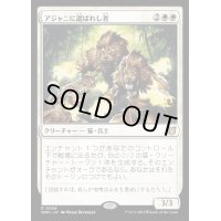 アジャニに選ばれし者/Ajani's Chosen《日本語》【WOC】
