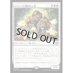 画像1: アジャニに選ばれし者/Ajani's Chosen《日本語》【WOC】