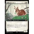(フルアート)威厳あるバニコーン/Regal Bunnicorn《日本語》【WOE】