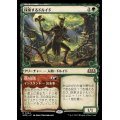 (FOIL)(ショーケース枠)探索するドルイド/Questing Druid《日本語》【WOE】