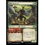 (FOIL)(ショーケース枠)探索するドルイド/Questing Druid《日本語》【WOE】
