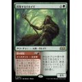 (FOIL)探索するドルイド/Questing Druid《日本語》【WOE】