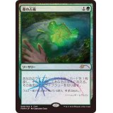 [EX+](FOIL)森の占術/Sylvan Scrying《日本語》【FNM Promos】
