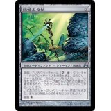 [EX]棘噛みの杖/Thornbite Staff《日本語》【MOR】