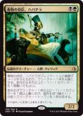 毒物の侍臣、ハパチラ/Hapatra, Vizier of Poisons《日本語》【AKH】
