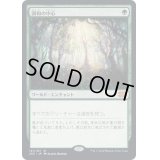 [EX+](FOIL)調和の中心/Concordant Crossroads《日本語》【2X2】