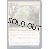 興隆する木立/Thriving Grove《日本語》【AFC】