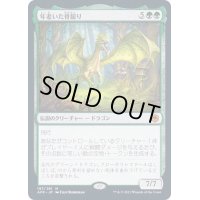 [EX](FOIL)年老いた骨齧り/Old Gnawbone《日本語》【AFR】
