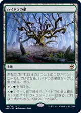 (FOIL)ハイドラの巣/Lair of the Hydra《日本語》【AFR】