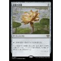 金粉の水蓮/Gilded Lotus《日本語》【CMM】