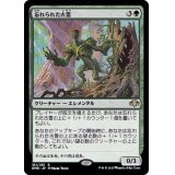 (FOIL)忘れられた古霊/Forgotten Ancient《日本語》【DMR】