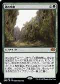 (FOIL)森の知恵/Sylvan Library《日本語》【DMR】
