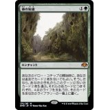(FOIL)森の知恵/Sylvan Library《日本語》【DMR】