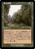 (FOIL)(旧枠仕様)森の知恵/Sylvan Library《日本語》【DMR】