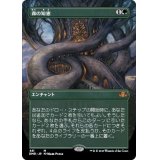 (フルアート)森の知恵/Sylvan Library《日本語》【DMR】