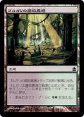 ゴルガリの腐敗農場/Golgari Rot Farm《日本語》【Commander 2015】