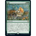 豊穣/Abundance《日本語》【ZNC】