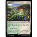 陽花弁の木立ち/Sunpetal Grove《日本語》【LTC】