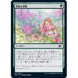 画像1: (FOIL)豊穣な収穫/Abundant Harvest《日本語》【MH2】