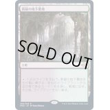 [EX+](FOIL)新緑の地下墓地/Verdant Catacombs《日本語》【MH2】