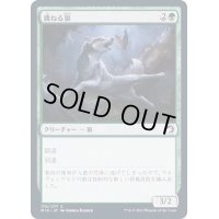(FOIL)跳ねる狼/Bounding Wolf《日本語》【MID】