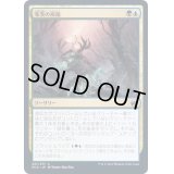 (FOIL)冬茨の祝福/Winterthorn Blessing《日本語》【MID】