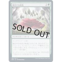 (FOIL)融合する成長/Grafted Growth《日本語》【NEO】