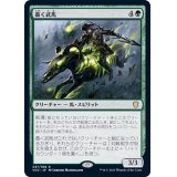 [EX+]轟く武馬/Thundering Mightmare《日本語》【VOC】