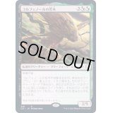 [EX+]コルフェノールの若木/Sapling of Colfenor《日本語》【Commander 2021】