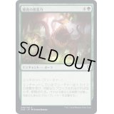 (FOIL)捕食の推進力/Predatory Impetus《日本語》【CLB】