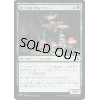(FOIL)地下の地下のマイコニド/Undercellar Myconid《日本語》【CLB】