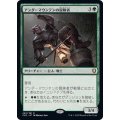 [EX]アンダーマウンテンの冒険者/Undermountain Adventurer《日本語》【CLB】