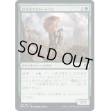 (FOIL)日光浴するルートワラ/Sunbathing Rootwalla《日本語》【DMU】