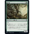 根の壁/Wall of Roots《日本語》【NCC】