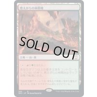 [EX+]燃えがらの林間地/Cinder Glade《日本語》【NCC】