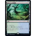 [EX+]溢れかえる果樹園/Flooded Grove《日本語》【NCC】