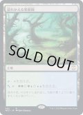 [EX+]溢れかえる果樹園/Flooded Grove《日本語》【NCC】