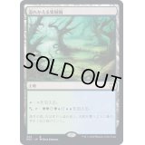 [EX+]溢れかえる果樹園/Flooded Grove《日本語》【NCC】