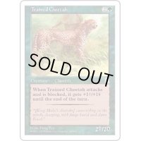 [EX+]訓練された豹/Trained Cheetah《日本語》【PTK】