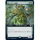 (FOIL)(フルアート)節くれだった教授/Gnarled Professor《日本語》【STX】