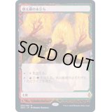 [EX+](FOIL)(フルアート)燃え柳の木立ち/Grove of the Burnwillows《日本語》【ZNE】