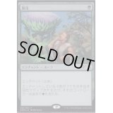 (FOIL)繁茂/Wild Growth《日本語》【PRM】