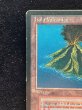 画像3: [PLD](インク)Volcanic Island《イタリア語》【3ED(FBB)】#312 (3)