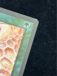 画像8: [EX]Drop of Honey《英語》【ARN】#274 (8)