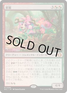鮮麗 - カードラッシュ[MTG]
