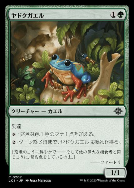 画像1: ヤドクガエル/Poison Dart Frog《日本語》【LCI】 (1)
